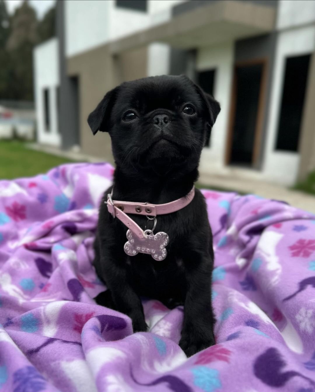 pug