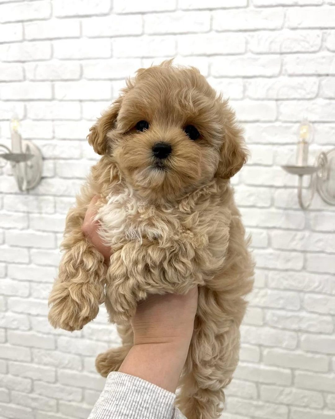 maltipoo