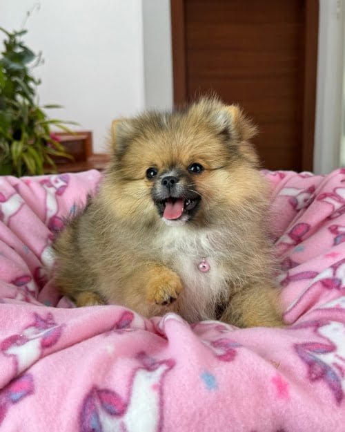 pomeranian