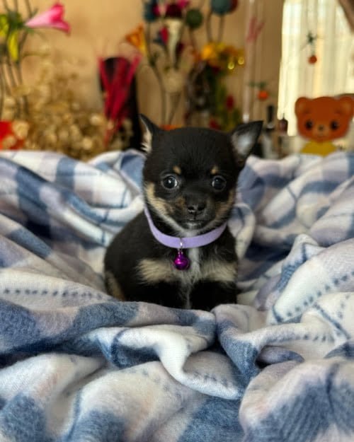 chihuahua